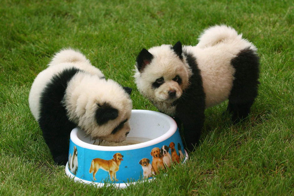 高考双语阅读:超萌小小熊猫狗惹人爱 成为新宠